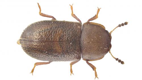 Réf. 249 195 : Cis rugulosus